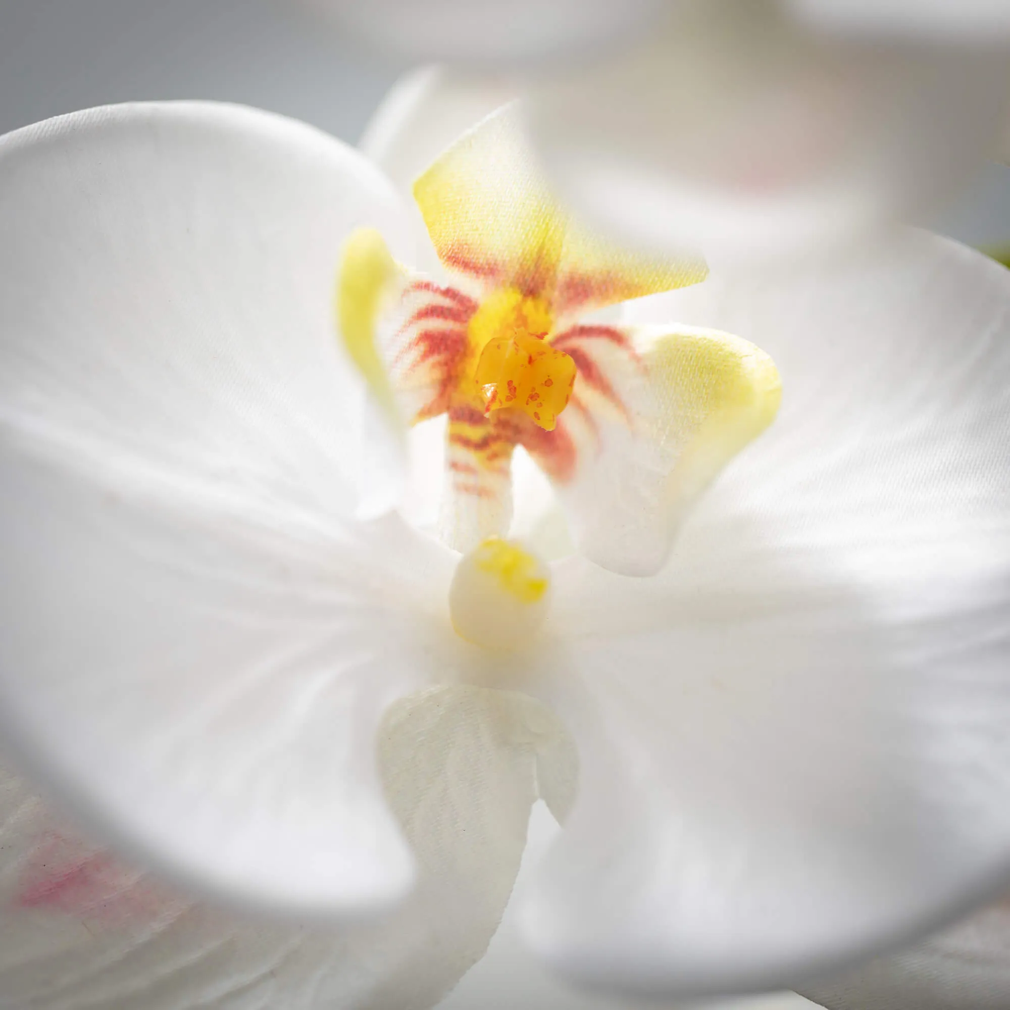 Crisp White Phalaenopsis Stem